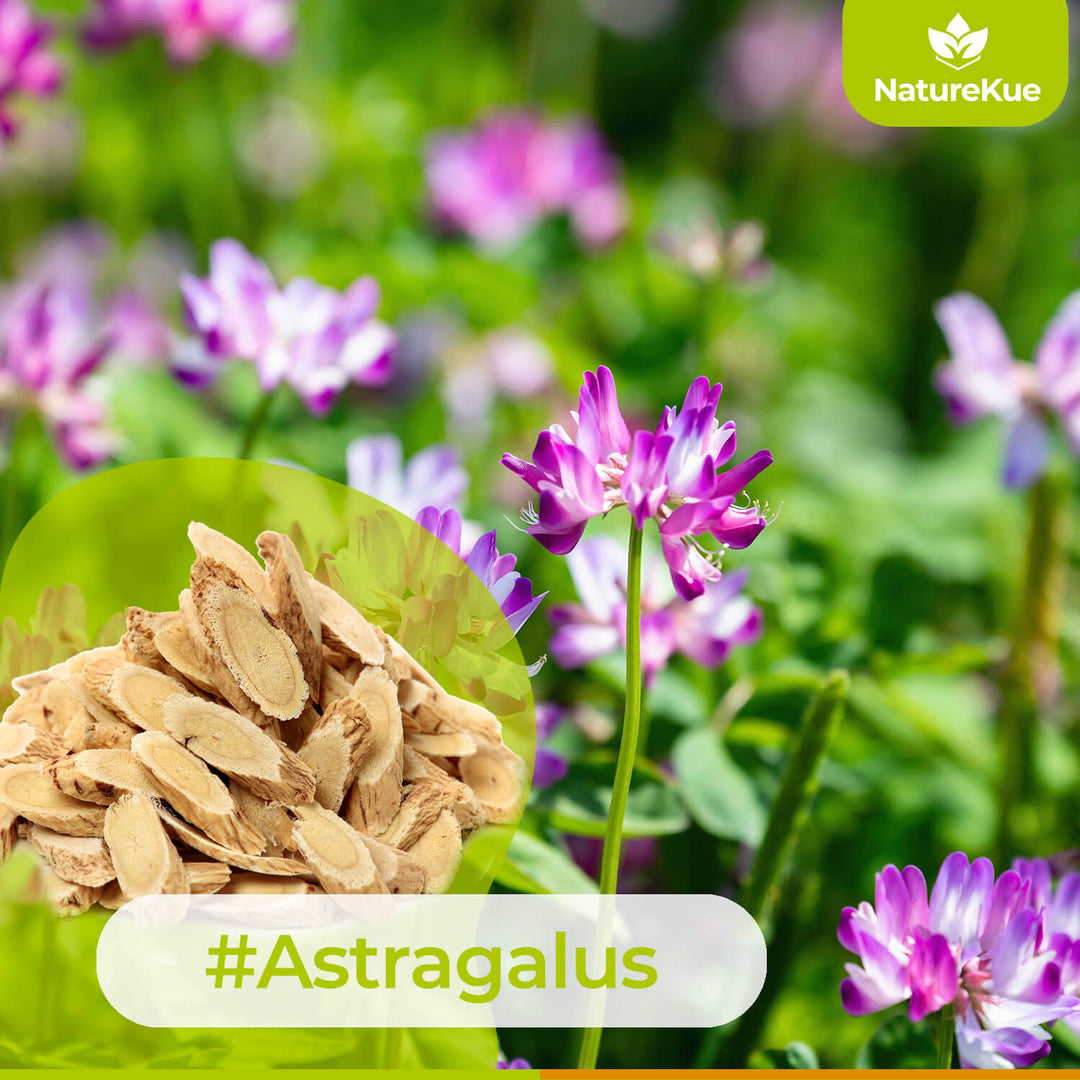 Boost Your Immunity with Astragalus: A Natural Approach to Heart Health