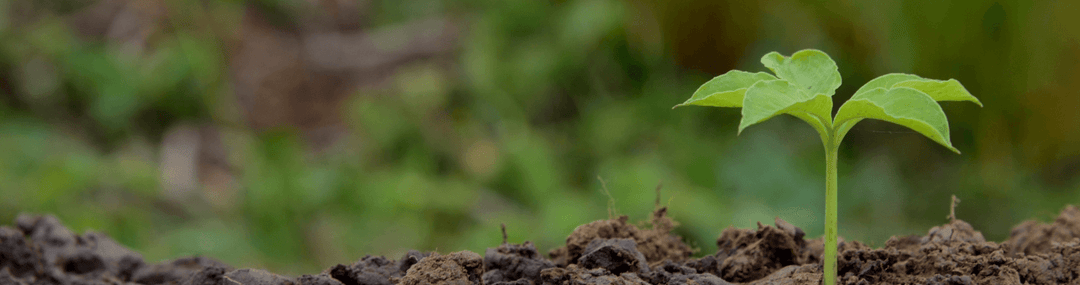 Vitality through Flu Season: Enhancing Immune Resilience and Well-being